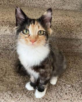 Taco -  Calico Cat for Adoption in Anchorage, Alaska - Taco | PetCurious