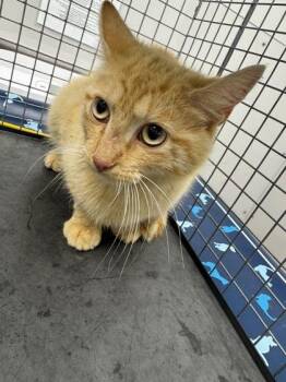 Abel -  Domestic Short Hair Cat for Adoption in Sevierville, Tennessee - Abel | PetCurious
