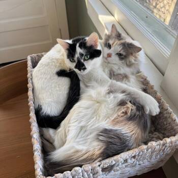 Perch -  Domestic Long Hair Cat for Adoption in Rochester, Minnesota - Perch | PetCurious