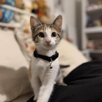 Do The Dance -  Domestic Short Hair Cat for Adoption in Fredericksburg, Virginia - Do The Dance | PetCurious