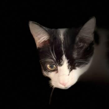 Rescue Domestic Short Hair Cats for Adoption in Abbeville, South Carolina - 1252 Baby Doll | PetCurious