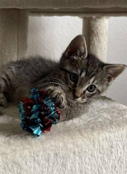 BOOMER -  Domestic Short Hair Cat for Adoption in Killeen, Texas - BOOMER | PetCurious