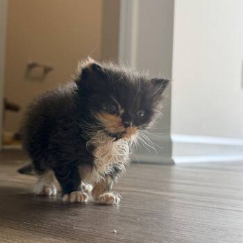 Slug -  Domestic Medium Hair Cat for Adoption in Durham, North Carolina - Slug | PetCurious