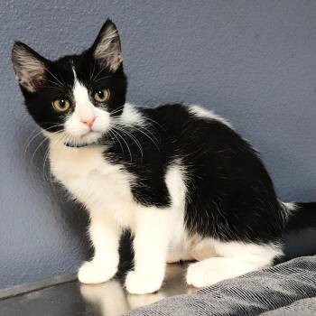 McFlurry -  Domestic Short Hair Cat for Adoption in Lakeland, Florida - McFlurry | PetCurious
