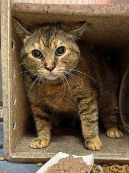 Domestic Short Hair Cats Available for Adoption in Louisville, Kentucky - A797156 | PetCurious