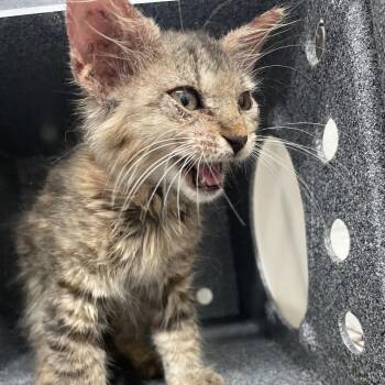 Bugsy -  Domestic Medium Hair Cat Available for Adoption in Edinburg, Texas - Bugsy | PetCurious