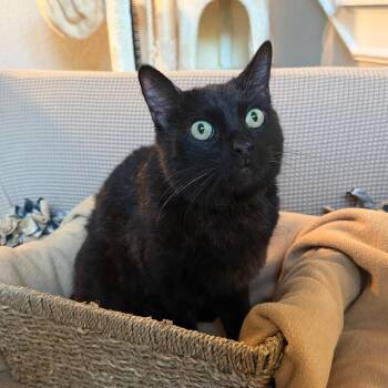 Domestic Short Hair Cats Available for Adoption in Lewisville, Texas - Tex | PetCurious