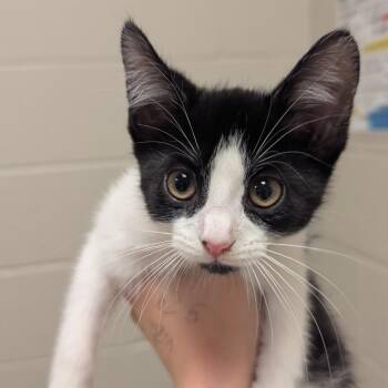 Chip -  Domestic Short Hair Cat for Adoption in Bristol, Indiana - Chip | PetCurious