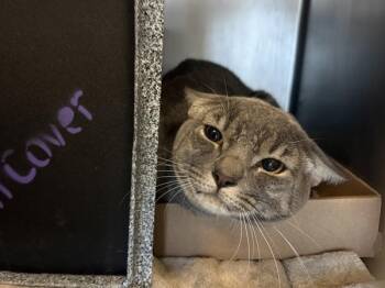 Stormi -  Domestic Short Hair Cat for Adoption in New York, New York - Stormi | PetCurious