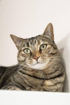 Domestic Short Hair Cats Available for Adoption - Kiwi | PetCurious