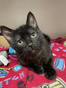 Domestic Short Hair Cats Available for Adoption - Tosh | PetCurious