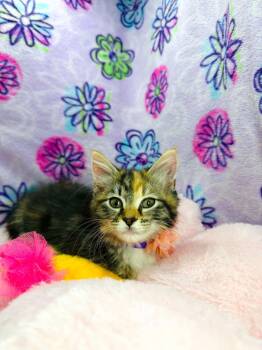 Royalty -  Ragamuffin and Domestic Short Hair Cat for Adoption in Tavares, Florida - Royalty | PetCurious