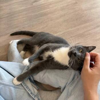 Akasha (8 months) -  Domestic Short Hair Cat for Adoption in Los Angeles, California - Akasha (8 Months) | PetCurious