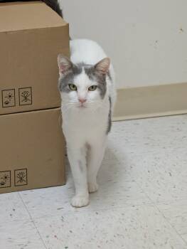 Kenny -  Domestic Short Hair Cat for Adoption in Chambersburg, Pennsylvania - Kenny | PetCurious