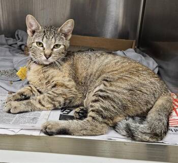 CIRCE -  Domestic Short Hair Cat for Adoption in St. Louis, Missouri - CIRCE | PetCurious