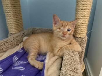 Alex Latte Bonded To Chai Latte -  Domestic Short Hair and Tabby Cat for Adoption in Chandler, Arizona - Alex Latte Bonded To Chai Latte | PetCurious