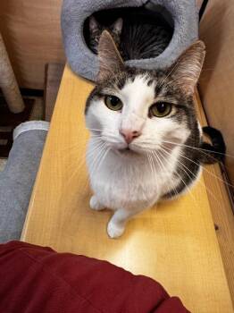 Maverick -  Domestic Short Hair Cat for Adoption in Camp Hill, Pennsylvania - Maverick | PetCurious