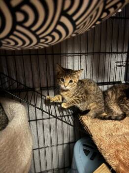 Rain -  American Shorthair Cat for Adoption in Hagaman, New York - Rain | PetCurious