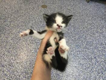 WOBBLES -  Domestic Short Hair Cat for Adoption in Thousand Palms, California - WOBBLES | PetCurious