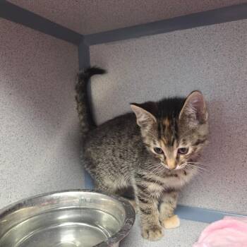 Domestic Medium Hair Cats Available for Adoption in North Battleford, Saskatchewan - Bumblebee | PetCurious