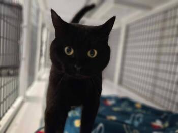 Rescue Tabby Cats for Adoption in Mount Pleasant, Iowa - Raven | PetCurious