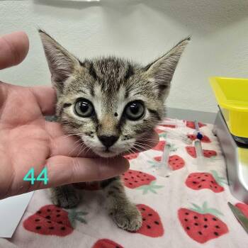 Zeppelin -  Domestic Short Hair Cat for Adoption in Spokane, Washington - Zeppelin | PetCurious