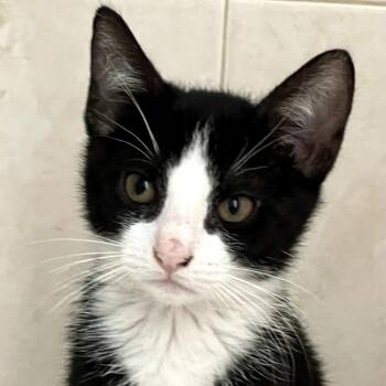 Charlie -  Domestic Short Hair Cat for Adoption in Buffalo, New York - Charlie | PetCurious