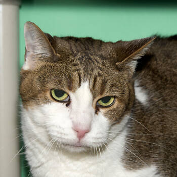 Rescue Domestic Short Hair Cats for Adoption in Alameda, California - BELGIAN WAFFLE | PetCurious