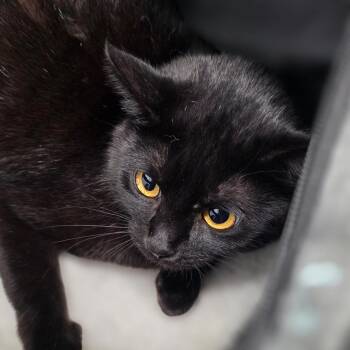 Ponzu -  Domestic Short Hair Cat for Adoption in Kingman, Kansas - Ponzu | PetCurious