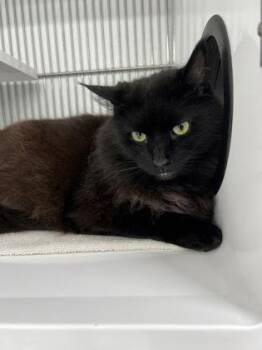 Mooch -  Domestic Long Hair and Domestic Short Hair Cat for Adoption in Elmira, New York - Mooch | PetCurious