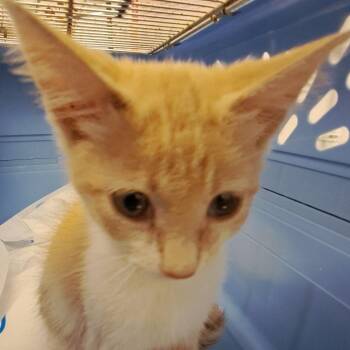 Angelica -  Domestic Short Hair Cat for Adoption in West Palm Beach, Florida - Angelica | PetCurious