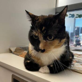 Luna -  Domestic Short Hair Cat for Adoption in Kingman, Arizona - Luna | PetCurious