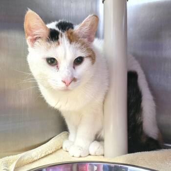 Domestic Short Hair Cats Available for Adoption in Fort Wayne, Indiana - Simbala | PetCurious