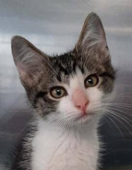 Harmony -  Domestic Short Hair Cat for Adoption in Georgetown, Ohio - Harmony | PetCurious