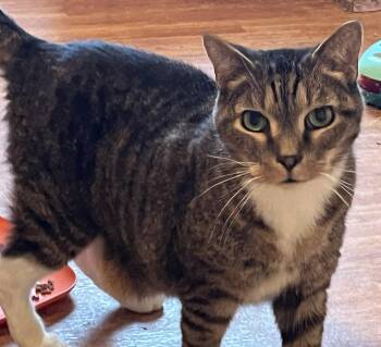 Murray -  Domestic Short Hair Cat for Adoption in Pittsboro, North Carolina - Murray | PetCurious
