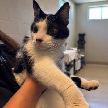 Chuckie -  Domestic Short Hair Cat for Adoption in Bristol, Indiana - Chuckie | PetCurious