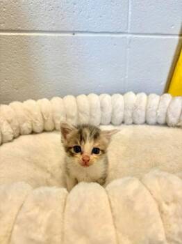 Domestic Medium Hair and Domestic Short Hair Cats Available for Adoption in Paducah, Kentucky - Sable | PetCurious
