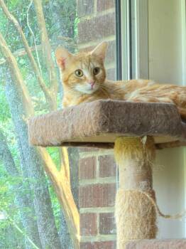 Sarabi -  Domestic Short Hair Cat Available for Adoption in Oswego, South Carolina - Sarabi | PetCurious