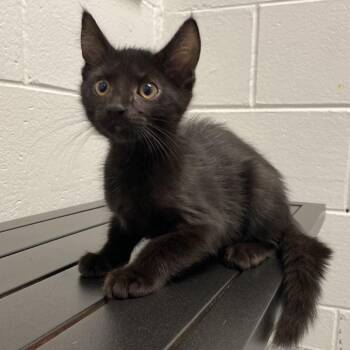 Crow -  Domestic Medium Hair Cat for Adoption in Dayton, Ohio - Crow | PetCurious