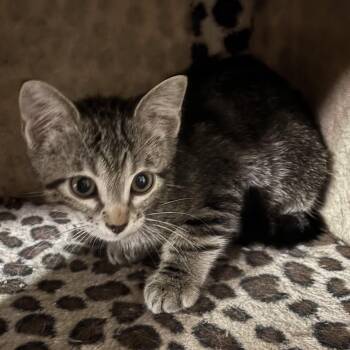 Deer -  Domestic Short Hair Cat for Adoption in Bentonville, Arkansas - Deer | PetCurious