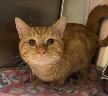 Thaddeus -  Domestic Short Hair Cat Available for Adoption in Black Eagle, Montana - Thaddeus | PetCurious
