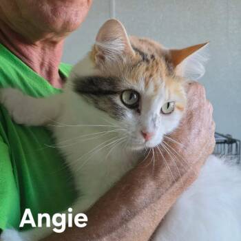 Angie (544.26) -  Domestic Long Hair Cat for Adoption in Kerrville, Texas - Angie (544.26) | PetCurious