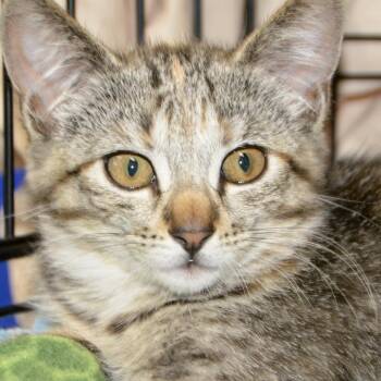 Urth -  Domestic Short Hair Cat for Adoption in Los Angeles, California - Urth | PetCurious