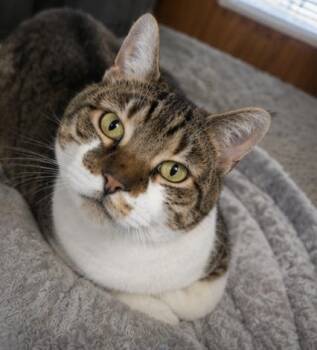 Mackie- Loyal Lap Cat Companion -  Domestic Short Hair Cat for Adoption in Bloomfield, New Jersey - Mackie- Loyal Lap Cat Companion | PetCurious