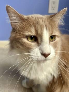 Maine Coon and Domestic Long Hair Cats Available for Adoption in Rosenberg, Texas - Rocky Boy | PetCurious