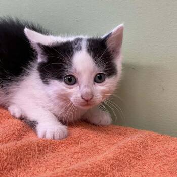 Domestic Short Hair Cats Available for Adoption in St. Helena, California - Honeydew | PetCurious