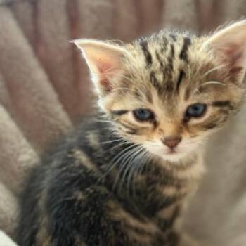 Pretzel -  Domestic Short Hair Cat Available for Adoption in La Grange, Kentucky - Pretzel | PetCurious