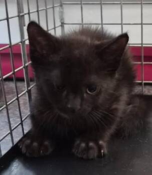 TOM -  Domestic Short Hair Cat for Adoption in Fort Myers, Florida - TOM | PetCurious