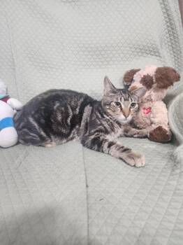 Domestic Short Hair Cats Available for Adoption - Jared | PetCurious