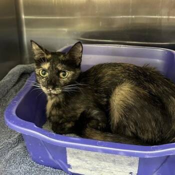 Domestic Short Hair Cats Available for Adoption in Indianapolis, Indiana - Laurel | PetCurious